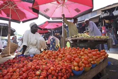 Khủng hoảng cà chua tấn công Nigeria ảnh 1