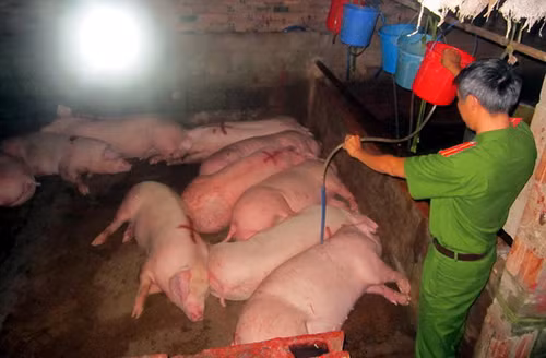 Bắt quả tang bơm nước và thuốc an thần vào lợn ảnh 1