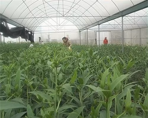Nhiều mô hình sản xuất nông nghiệp giá trị cao ảnh 1