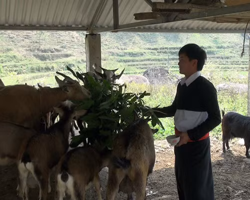 Triệu phú ở bản vùng cao ảnh 1