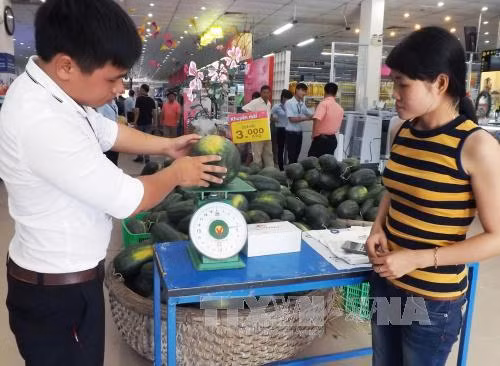 Quảng Nam không còn dưa hấu để thu hoạch ảnh 1