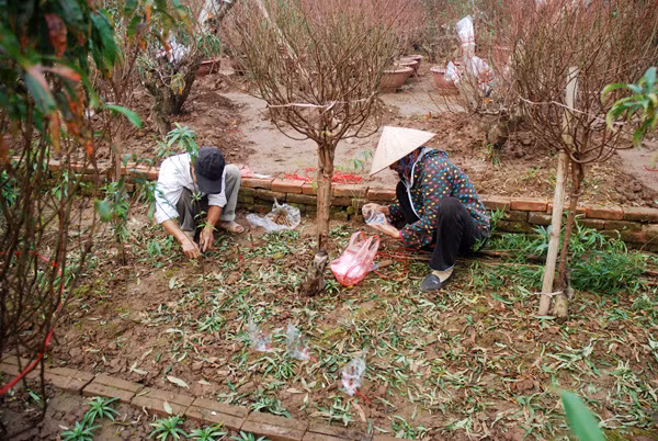 Làng đào Nhật Tân nhộn nhịp trước Tết ảnh 5