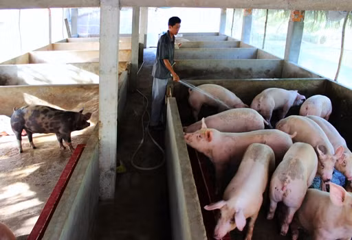 Tây Bắc phát triển chăn nuôi theo hướng sản xuất hàng hóa ảnh 1