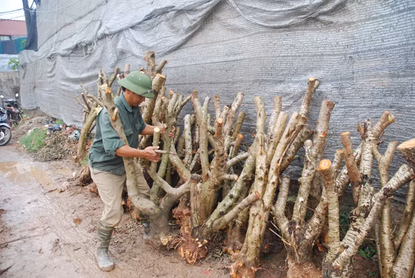 Làng đào Nhật Tân nhộn nhịp trước Tết ảnh 10