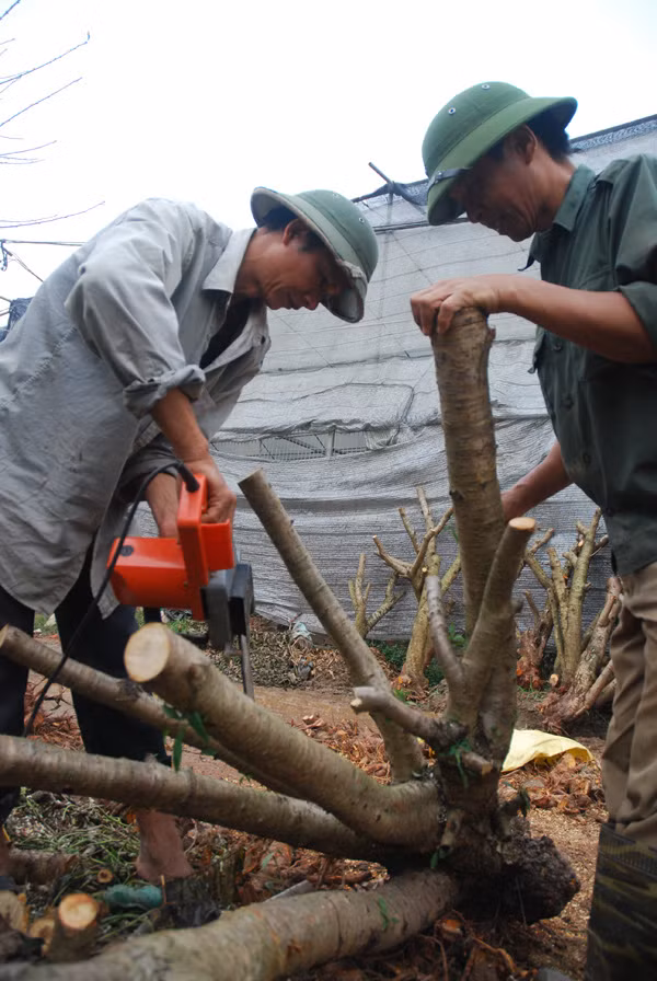 Làng đào Nhật Tân nhộn nhịp trước Tết ảnh 11