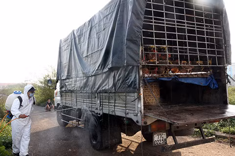 Khống chế kịp thời ổ dịch H5N1 tại Cần Thơ ảnh 1