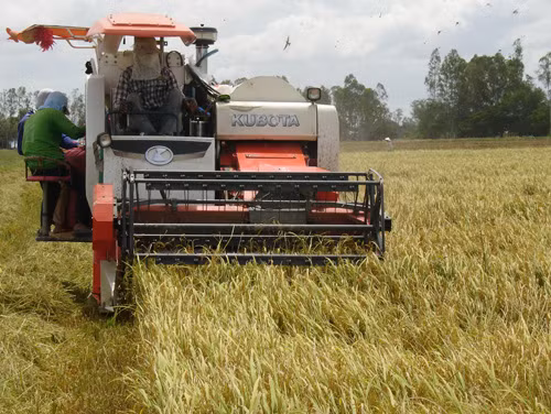 Tìm cách nâng cao giá trị hạt lúa - Bài cuối: Xây dựng thương hiệu gạo Việt Nam ảnh 1