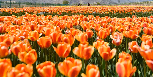 Ngây ngất ngắm cánh đồng hoa Tulip ở Tây Tạng ảnh 5