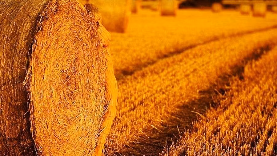 Chùm ảnh khác lạ về nghệ thuật vẽ tranh cơ thể ảnh 5