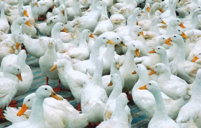 Trung Quốc công bố tài liệu nguồn gốc H7N9 ảnh 1