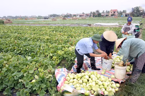Chỉ thị của Thủ tướng về xây dựng nông thôn mới ảnh 1