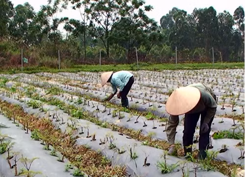 Trồng đinh lăng đơn giản, thu nhập cao ảnh 1