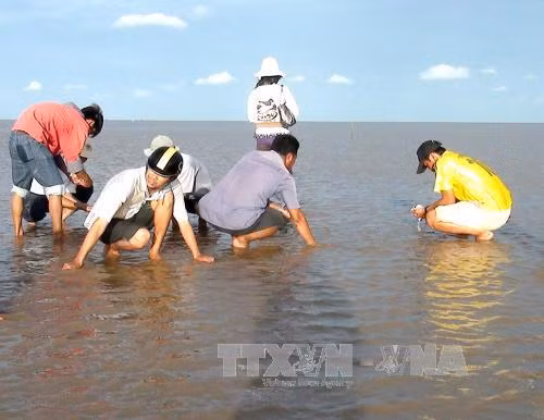 Bạc Liêu điều tra nguyên nhân nghêu chết hàng loạt ảnh 1