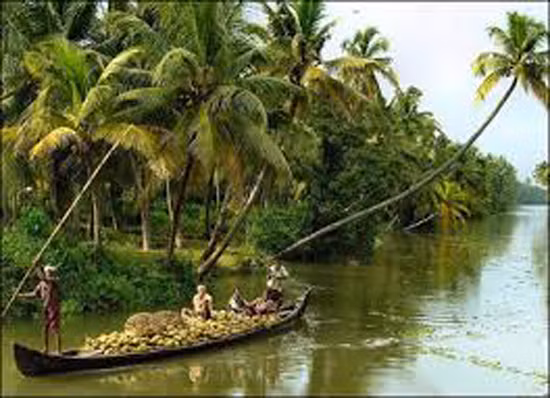 Bóng dừa quê hương ảnh 1
