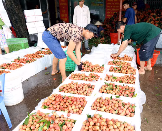 Quả vải lên đường xuất ngoại ảnh 1