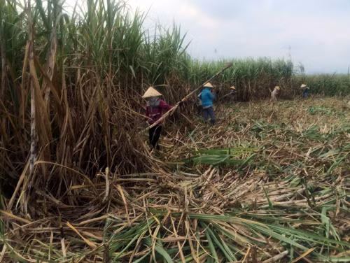 Nhiều mô hình kinh tế mới phát huy hiệu quả ảnh 2