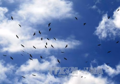 Chim quý kéo về sinh sống ở di tích hầm Đờ Cát ảnh 2