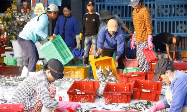 Lâm Đồng duy trì sản lượng, nâng hiệu quả khai thác hải sản