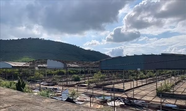 Đấu giá dự án nuôi bò nghìn tỷ hoạt động kém hiệu quả
