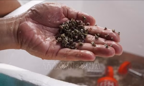 Nhân giống thành công và tái thả 30.000 con ốc Đụn Cái tại Côn Đảo