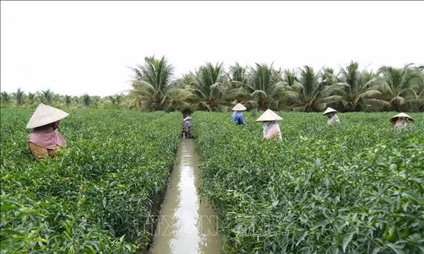 Kiến tạo chuỗi giá trị nâng tầm nông sản
