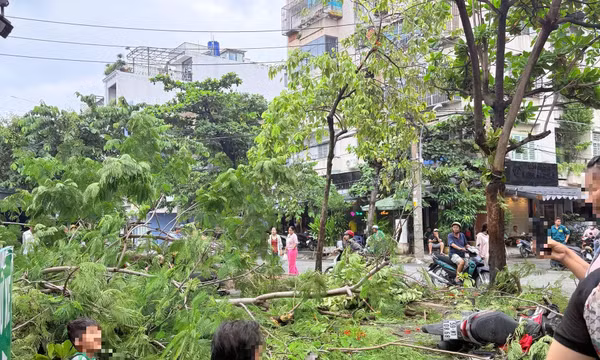 TP Hồ Chí Minh: Cây phượng bật gốc đè chết người đàn ông trên vỉa hè