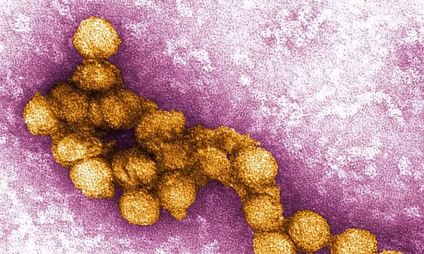 Khí hậu ấm lên kéo dài mùa truyền virus Tây sông Nile tại châu Âu