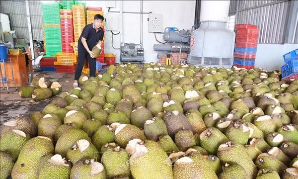 Giá mít tại Đồng Tháp tăng mạnh trở lại