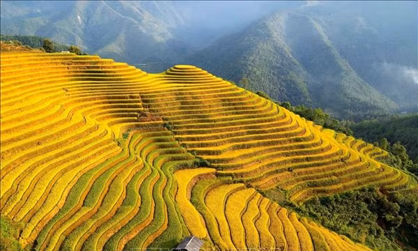 Mù Cang Chải rực rỡ sắc vàng mùa lúa chín
