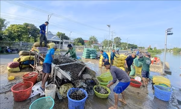 Nhộn nhịp 'xóm ốc' nước nổi