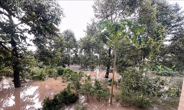 Vĩnh Long: Triều cường gây sạt lở, ngập hơn 15ha vườn cây 