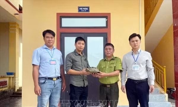 Tiếp nhận, cứu hộ 3 cá thể động vật hoang dã