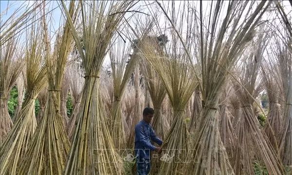 Mùa thu hoạch đay tại Ấn Độ