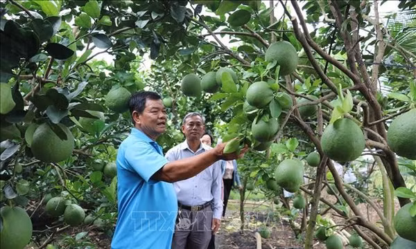 Nghị quyết 57-NQ/TW: Tăng kỹ năng cho nông dân làm nông nghiệp số