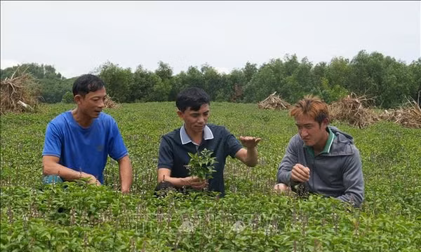 Biến lợi thế dược liệu bản địa thành ngành kinh tế xanh