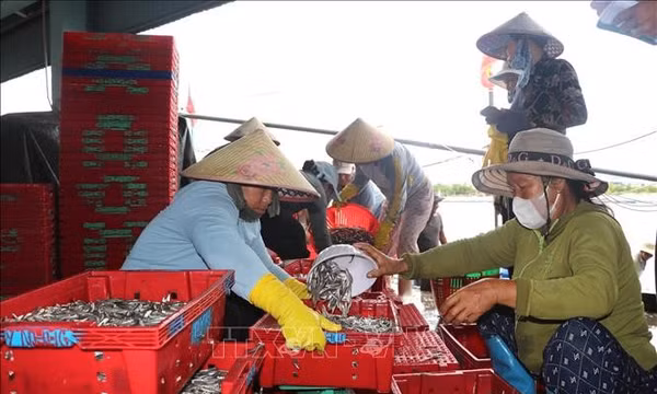 Cá cơm trái vụ bội thu, ngư dân lãi hàng chục triệu đồng