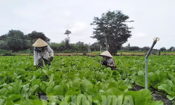 Khuyến công gắn với liên kết vùng, tạo sức bật cho công nghiệp nông thôn