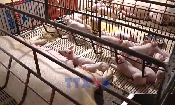 Xuất khẩu lô vaccine dịch tả lợn châu Phi lớn nhất từ trước đến nay