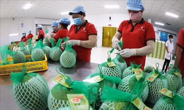 Khẩn trương khắc phục tồn tại để khôi phục xuất khẩu bưởi sang Australia