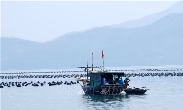 Quảng Ninh: Gỡ vướng giao mặt nước, thúc đẩy nuôi biển