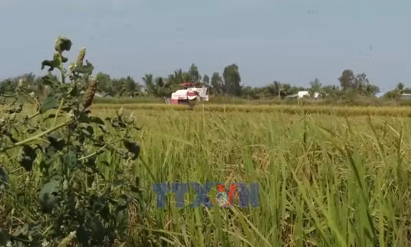 Chuyển đổi số nâng tầm nông sản vùng đất Mũi