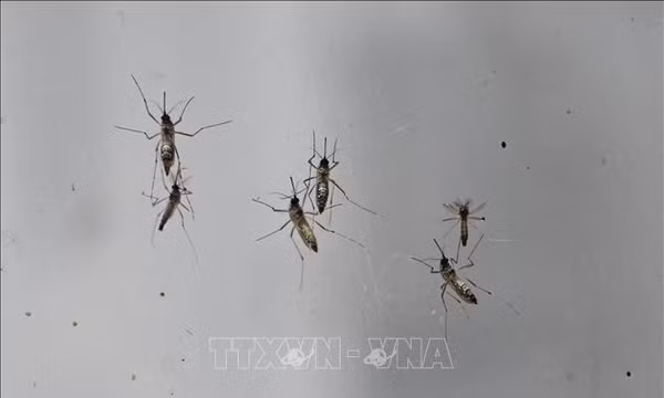 Thuốc Jusvinza của Cuba cho thấy hiệu quả trong điều trị bệnh Chikungunya