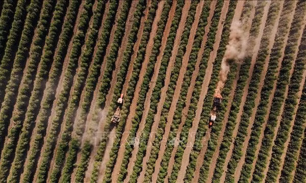Giá cà phê arabica chạm đáy 3 tháng