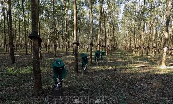 Gia Lai: Thúc đẩy chuyển đổi hơn 10.000 ha cao su chết, kém phát triển