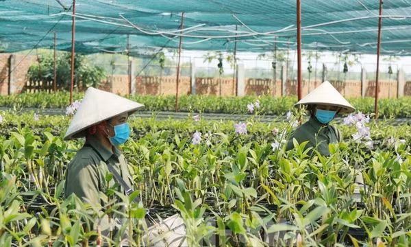 Nông dân đổi cách làm, nâng cao giá trị nông sản