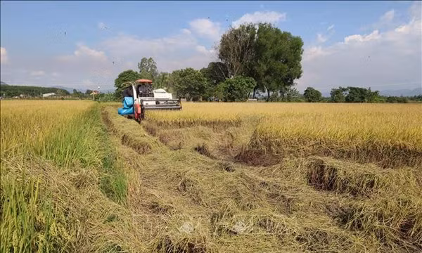 Đắk Lắk kích hoạt kịch bản ứng phó khẩn cấp với nguy cơ hạn hán diện rộng