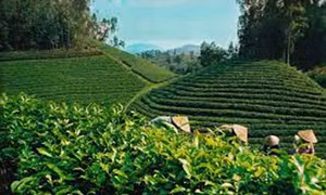 Tuyên Quang nâng chất lượng và giá trị cây chè