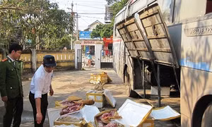 Bắt xe chở gần 2 tấn thịt lợn và nội tạng đang phân hủy