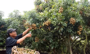 Lãi hơn 100 triệu đồng/ha từ trồng nhãn 