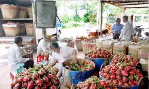 Kinh tế tập thể giúp phát triển cây thanh long - Bài 1: Chưa thể hiện rõ 'buôn có bạn, bán có phường'